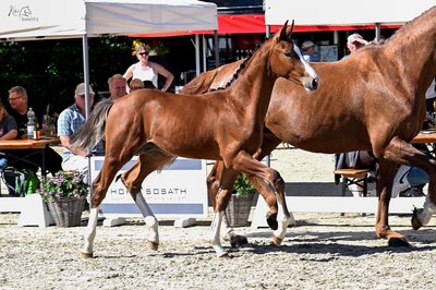Hengstfohlen von Stakkato Cornet aus der Lady Lordana von Lordanos - Landor S | Züchter: Hendrik Sosath, Lemwerder