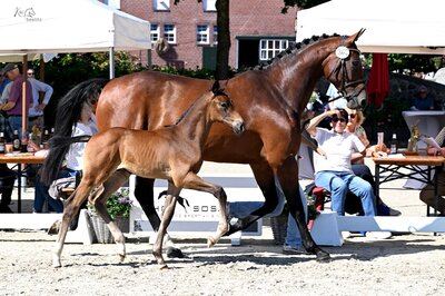 Hengstfohlen von Zirocco Blue aus der Lady Grande von Casino Grande - Landor S | Züchter: Gerd Sosath, Lemwerder