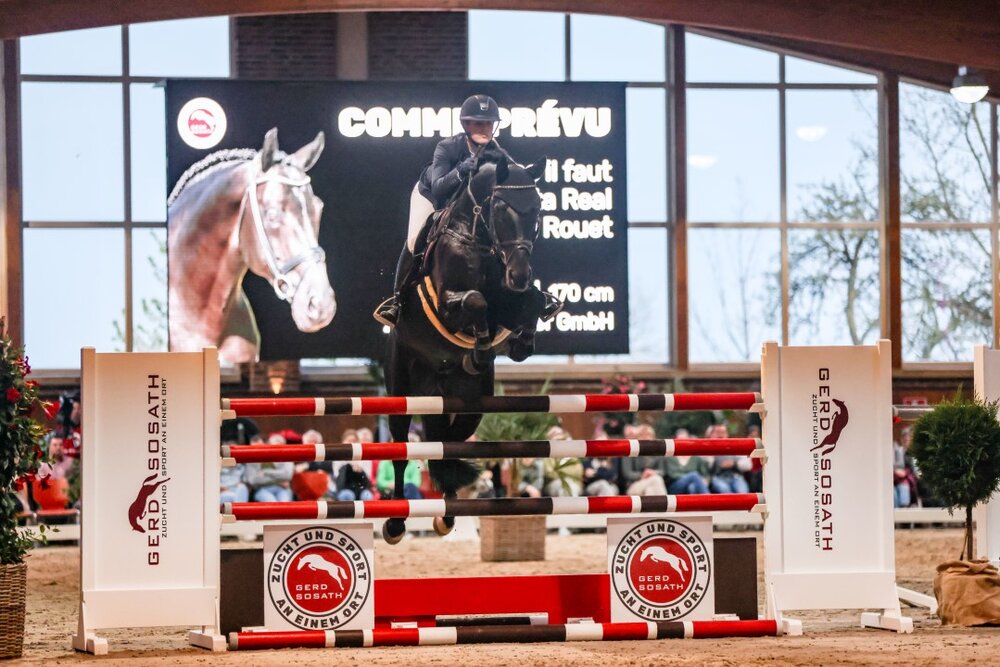 Comme Prévu von Comme il faut aus der Quintessa von Quinta Real - Balou du Rouet  | Züchter: IB Berger GmbH, Sulzbach-Rosenberg 