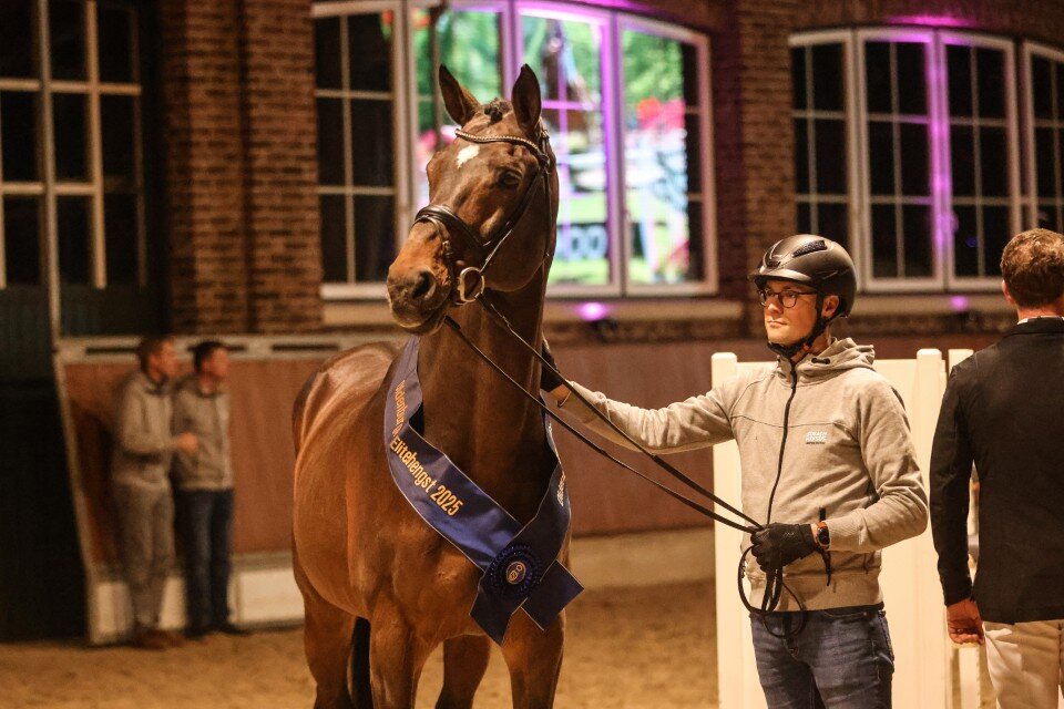 Cador von Catoki aus der Lady Heida II von Landor S - Contender | Züchter: Gerd Sosath, Lemwerder 