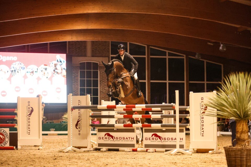 Ogano von Ogano Sitte aus der Jamaica van de Beemden von Diarado - Cantus | Züchter: Willy Hendrix, Belgien