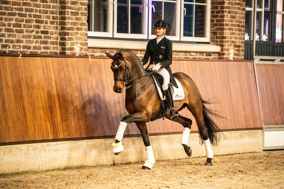 Federer von Farrell aus der Lillyfee von Livaldon - Canstakko | Züchterin: Wienke Winkelmann, Wurster Nordseeküste 