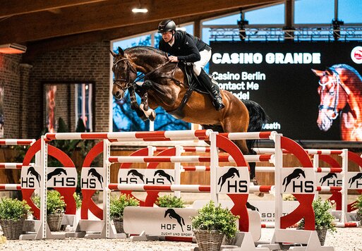 Casino Grande von Casino Berlin OLD aus der Baccara von Contact Me - Landadel | Züchter: Gerd Sosath, Lemwerder