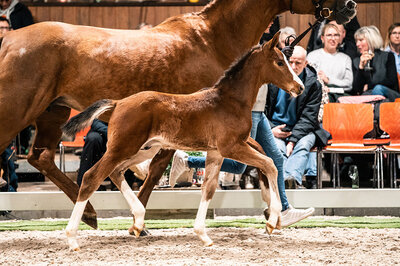 Colt by Stakkato Cornet out of Lady Lordana OLD by Lordanos - Landor S | Breeder: Hendrik Sosath, Lemwerder