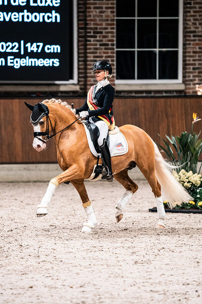 Next Temptation by FS Next Diamond out of Golden Temptation by FS Champion de Luxe - Kasanova van Klaverborch | Breeder: Wim Egelmeers, Netherlands