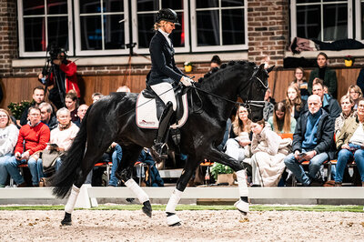 Sir Franklin by So Perfect out of Lufradin by Franklin - Gribaldi | Breeder: JP Lommers und van den Oetelaar, Netherlands