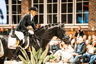 Sir Franklin by So Perfect out of Lufradin by Franklin - Gribaldi | Breeder: JP Lommers und van den Oetelaar, Netherlands