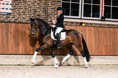 Venedig by Vivaldos out of Devil's Little Point by De Niro - Lauries Crusador xx | Breeder: Roman Bravenec, Alt Ruppin