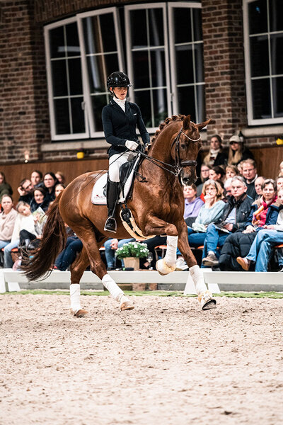 Vivaldos by Vivaldi out of St.Pr.St. Doris Day by Desperados FRH - Brentano II | Breeder: Anna Genfors, Förslöv, Sweden 