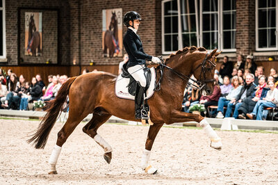 Vivaldos by Vivaldi out of St.Pr.St. Doris Day by Desperados FRH - Brentano II | Breeder: Anna Genfors, Förslöv, Sweden 