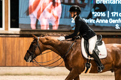 Vivaldos by Vivaldi out of St.Pr.St. Doris Day by Desperados FRH - Brentano II | Breeder: Anna Genfors, Förslöv, Sweden 