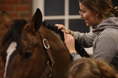 Capital One by Cador out of Shanuka by Stakkato - Zeus | Breeder: Otto Ahlers, Osterholz-Scharmbeck