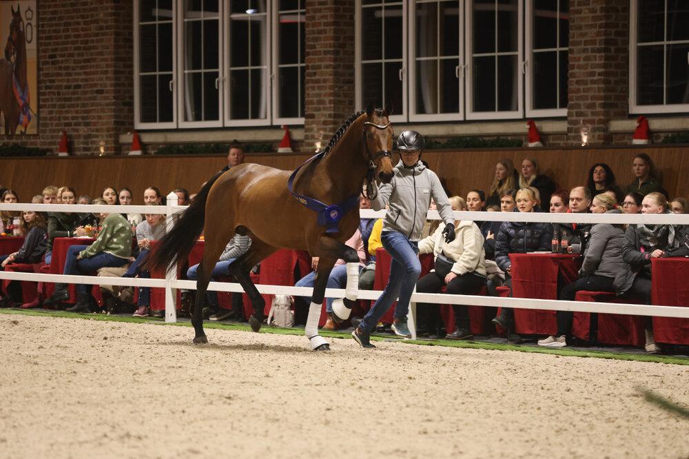United Air von United Touch S aus der Zauberin I von Con Air - Lord | Züchter: Jan Hulshof, Niederlande