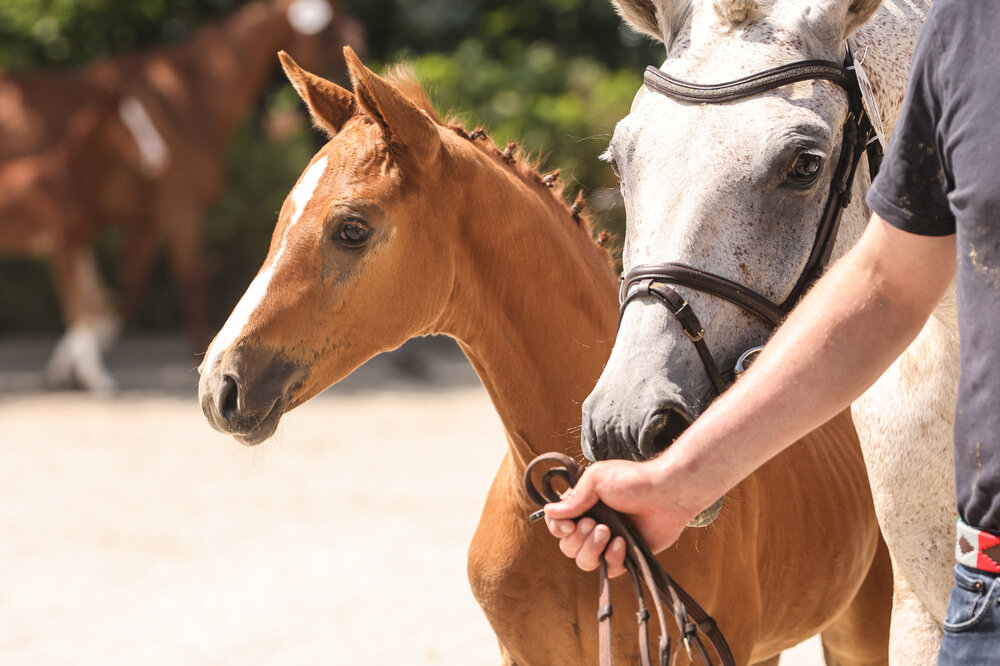Siegerfohlen von Chatendro aus der Madora von Mylord Carthago - Levisonn | Züchter: Gerd Sosath, Lemwerder