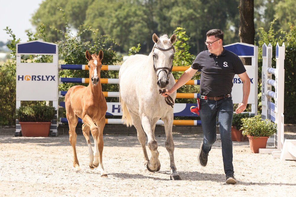 Siegerfohlen von Chatendro aus der Madora von Mylord Carthago - Levisonn | Züchter: Gerd Sosath, Lemwerder