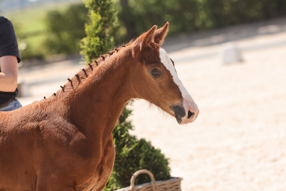 Stutfohlen von Chatendro aus der Leanne von Ludwigs As - Landfriese | Züchter: Harma van der Berg, Zuidlaren