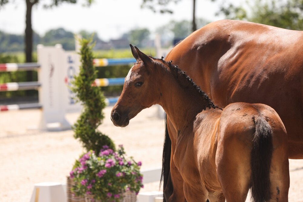 Stutfohlen von Chatendro aus der D La Roos von Lordanos - Landor S | Züchter: Werner Weddehage, Nikolausdorf
