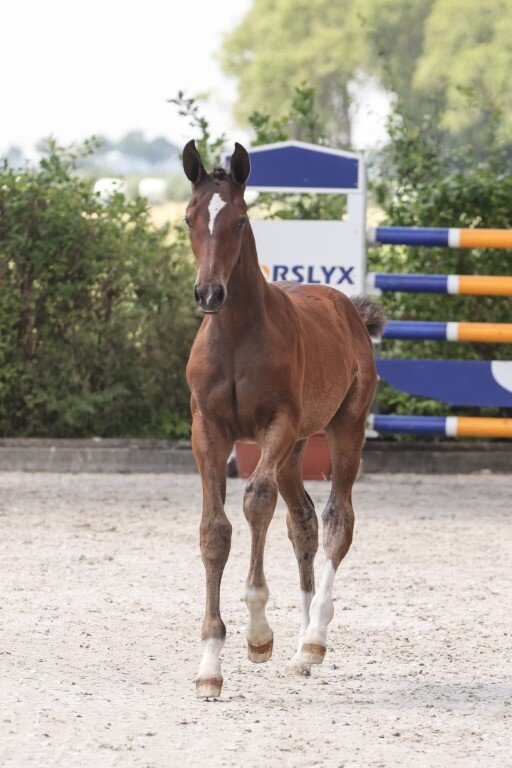 Siegerfohlen von Stakkato Cornet aus der Tequila Gold von Toulouse - Grannox | Züchter: Siegfried Rempe, Garrel