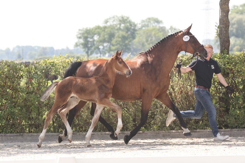 Hengstfohlen von Stakkato Cornet aus der Stedinger Heide von Stedinger - Landor S | Züchterin: Jaqueline Wolfsen