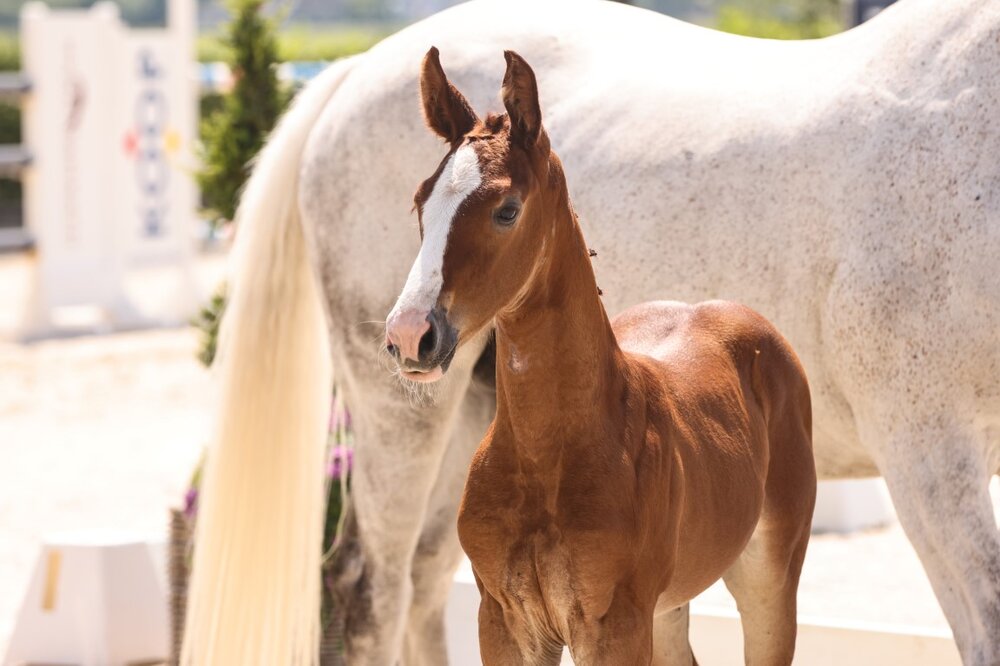 Stutfohlen von Stakkato Cornet - Pablos As - Lincolm L | Züchterin: Daniela Schröder