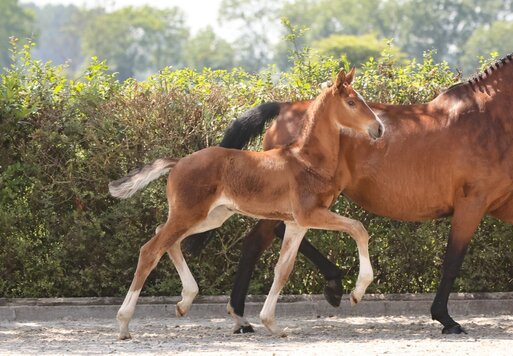 Hengstfohlen von Stakkato Cornet aus der Stedinger Heide von Stedinger - Landor S | Züchterin: Jaqueline Wolfsen