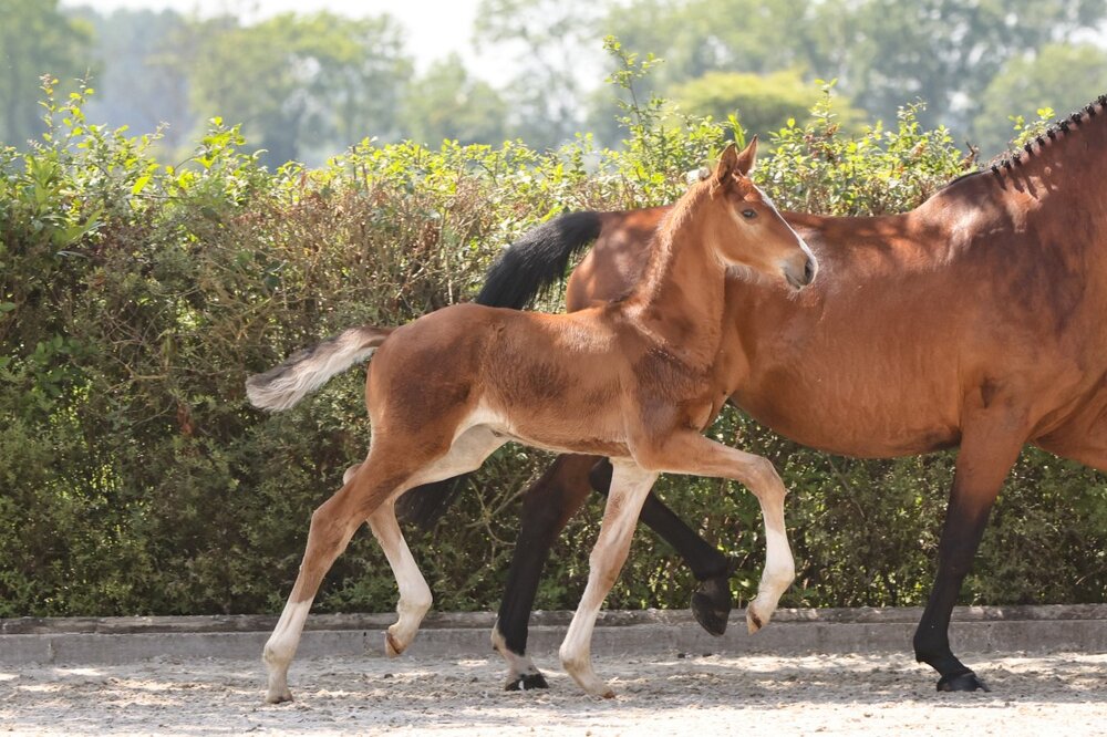 Hengstfohlen von Stakkato Cornet aus der Stedinger Heide von Stedinger - Landor S | Züchterin: Jaqueline Wolfsen