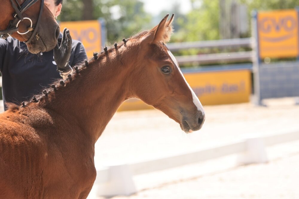 Stutfohlen von Stakkato Cornet - Lordanos - Gracieux | Züchterin: Manuela Stelljes 