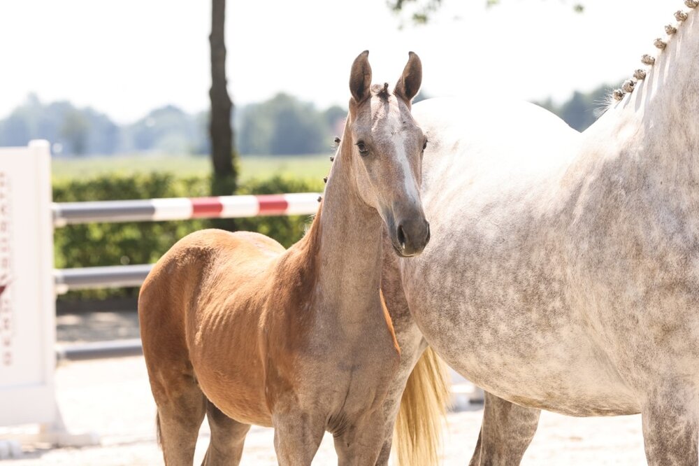 Hengstfohlen von Stakkato Cornet aus der Up to Date von Untouchable - Baloubet du Rouet | Züchter: Gerd Sosath, Lemwerder