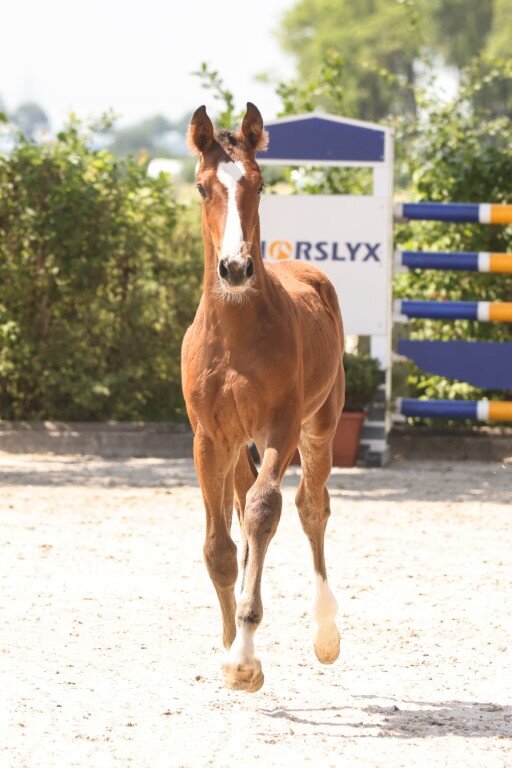 Stutfohlen von Stakkato Cornet - Lordanos - Gracieux | Züchterin: Manuela Stelljes 