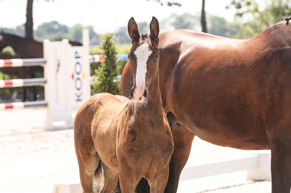Stutfohlen von Stakkato Cornet - Rouletto - Salvano | Züchterin: Sina Emken
