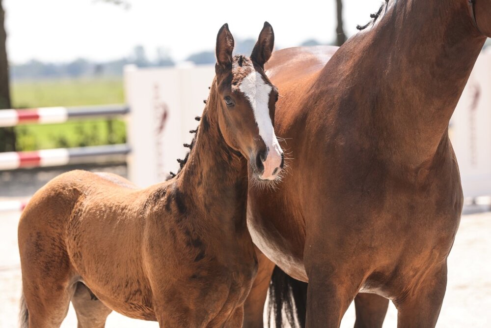 Stutfohlen von Stakkato Cornet - Rouletto - Salvano | Züchterin: Sina Emken