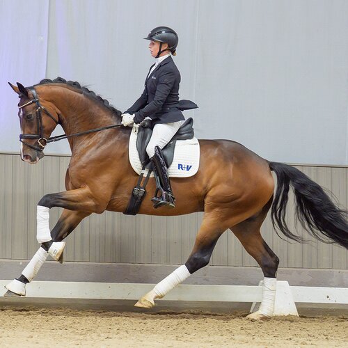 Basti by Bon Coeur out of New Generation III by De Niro - Sion | Breeder: Maik Kanitzky, Herzberg