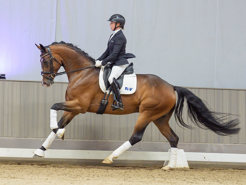 Basti by Bon Coeur out of New Generation III by De Niro - Sion | Breeder: Maik Kanitzky, Herzberg