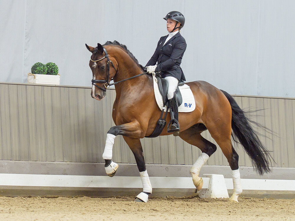 Basti by Bon Coeur out of New Generation III by De Niro - Sion | Breeder: Maik Kanitzky, Herzberg