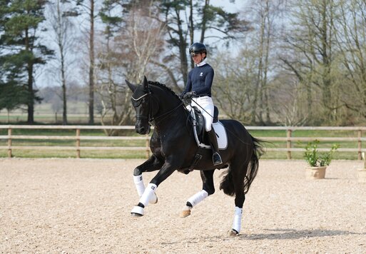 Bon Coeur von Benetton Dream FRH aus der Sonnenschein von Sandro Hit - Carismo | Züchterin: Birgit Tietjen, Taaken