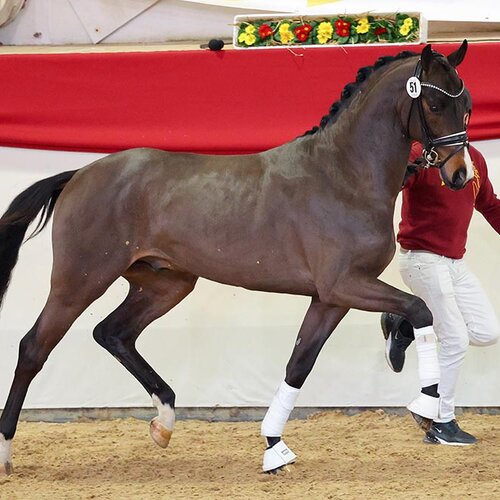 Donkey Amour by Donkey Boy out of Sonnenschein S by San Amour I - Cabaret | Breeder: Sabine Reisenauer, Uhingen