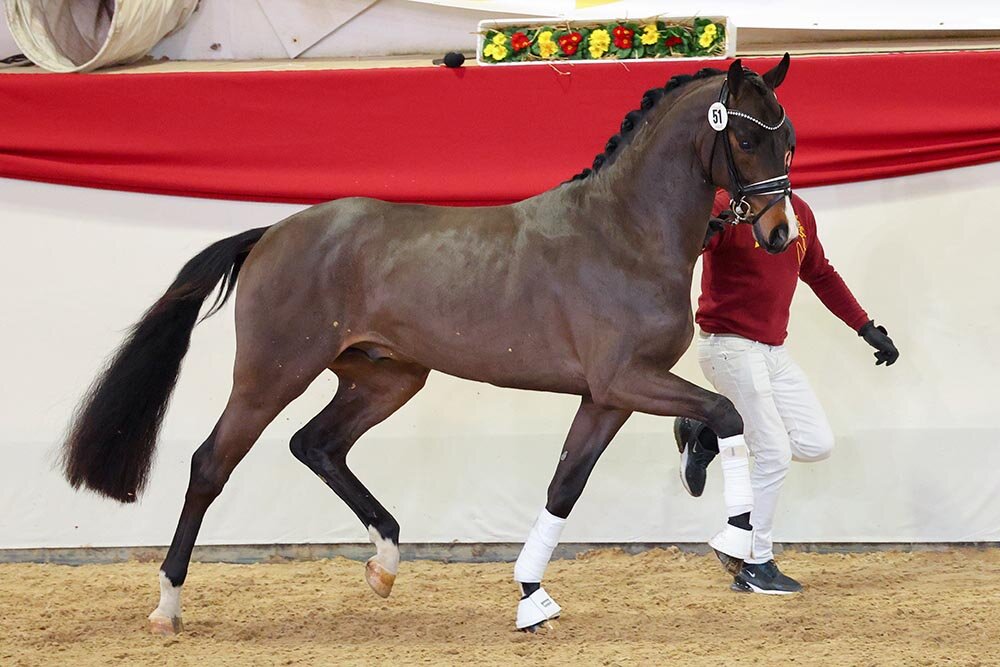 Donkey Amour von Donkey Boy aus der Sonnenschein S von San Amour I - Cabaret | Züchterin: Sabine Reisenauer, Uhingen