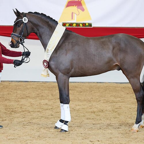 Donkey Amour by Donkey Boy out of Sonnenschein S by San Amour I - Cabaret | Breeder: Sabine Reisenauer, Uhingen