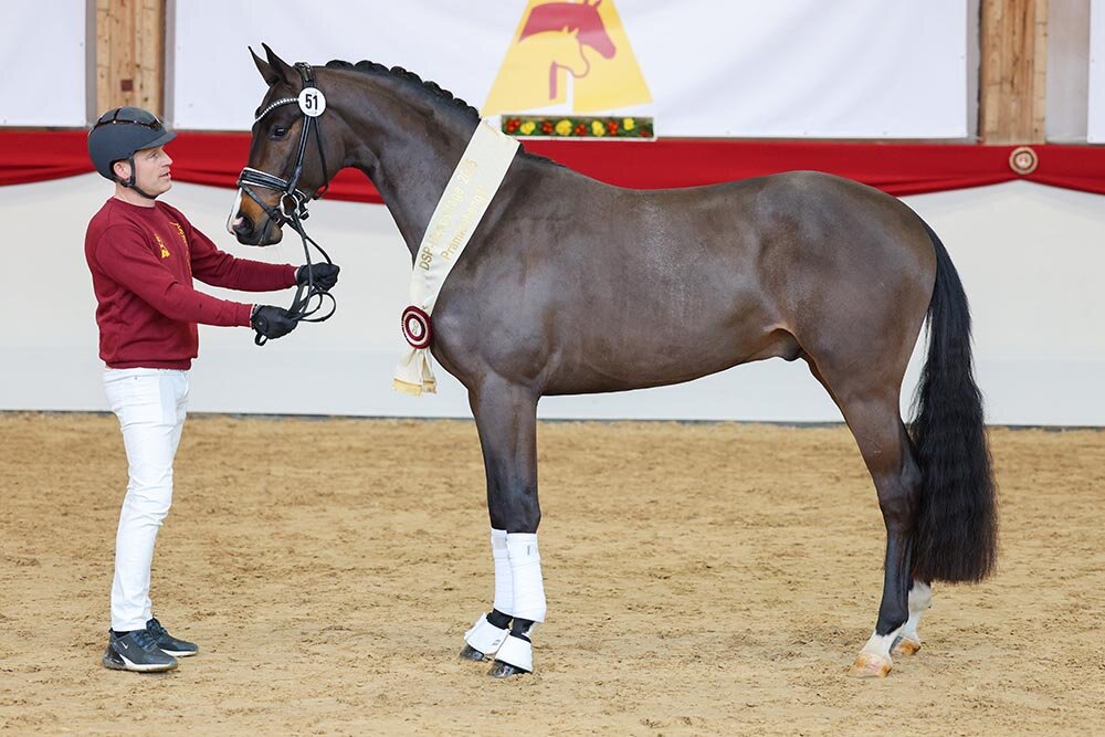 Donkey Amour von Donkey Boy aus der Sonnenschein S von San Amour I - Cabaret | Züchterin: Sabine Reisenauer, Uhingen