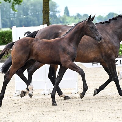 Hengstfohlen von Donkey Amour aus der Governance von Governor - Ampère | Züchter: Hendrik Sosath, Lemwerder