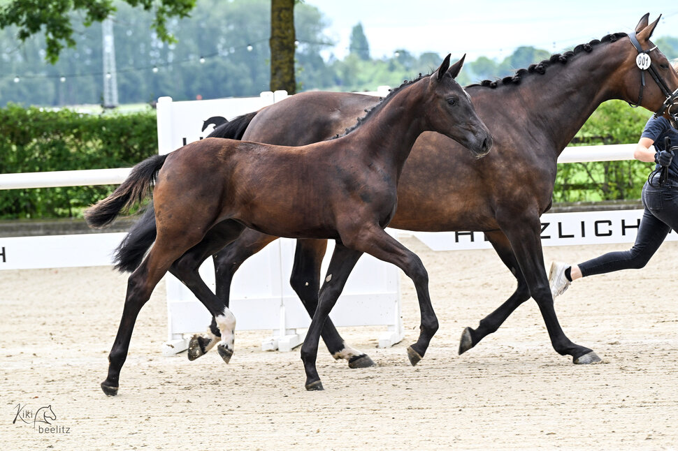 Hengstfohlen von Donkey Amour aus der Governance von Governor - Ampère | Züchter: Hendrik Sosath, Lemwerder