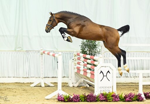 Pegasus von Pegase van't Ruytershof aus der Istersina von Numero Uno - Ahorn | Züchter: M.A. Hijlkema H.B. Dirksen, Niederlande | © Beelitz & Gerstenkorn