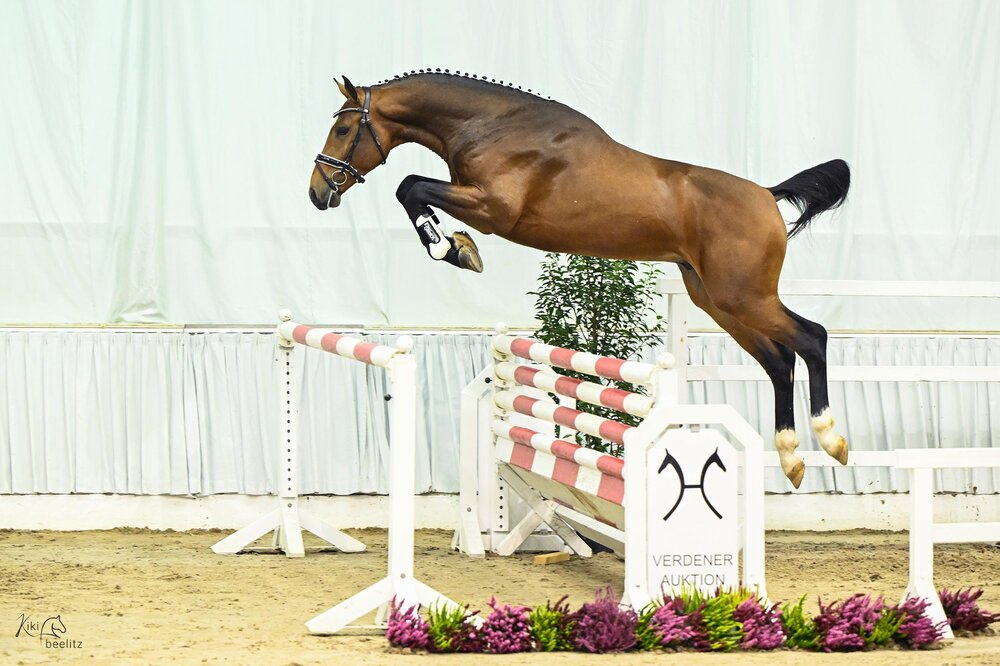 Pegasus von Pegase van't Ruytershof aus der Istersina von Numero Uno - Ahorn | Züchter: M.A. Hijlkema H.B. Dirksen, Niederlande | © Beelitz & Gerstenkorn
