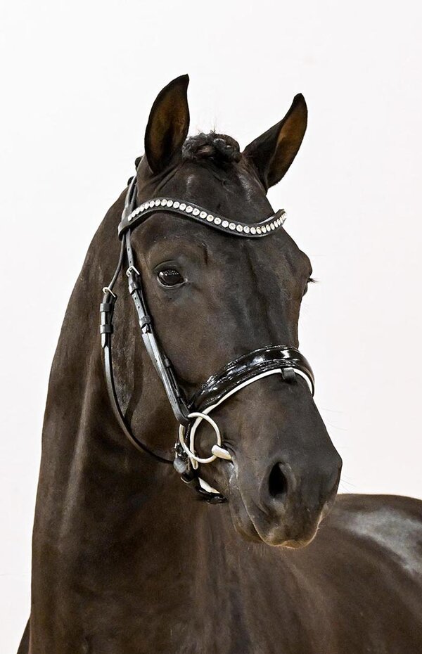 Sir Franklin von So Perfect aus der Lufradin von Franklin - Gribaldi | Züchter: JP Lommers und van den Oetelaar, Niederlande