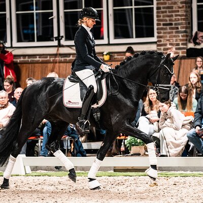 Sir Franklin von So Perfect aus der Lufradin von Franklin - Gribaldi | Züchter: JP Lommers und van den Oetelaar, Niederlande