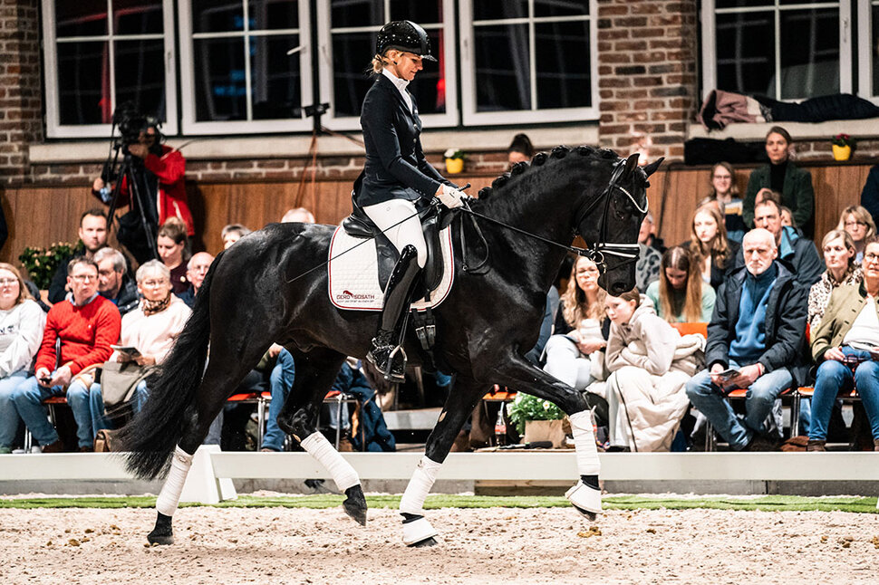 Sir Franklin von So Perfect aus der Lufradin von Franklin - Gribaldi | Züchter: JP Lommers und van den Oetelaar, Niederlande