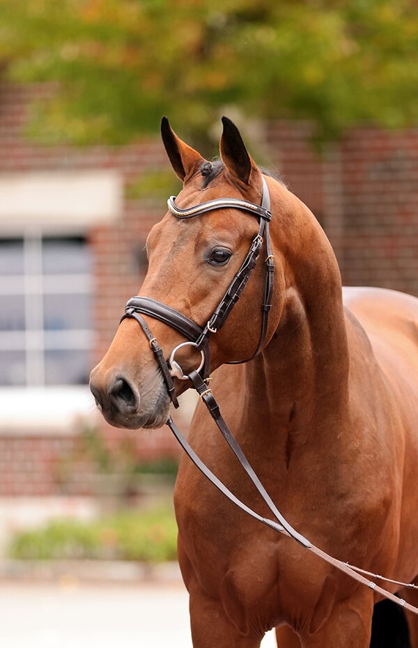United Air by United Touch S out of Zauberin I by Con Air - Lord | Breeder: Jan Hulshof, Netherlands
