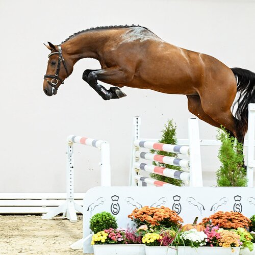OS premium stallion United Air by United Touch S out of Zauberin I by Con Air - Lord | Breeder: Jan Hulshof, Netherlands