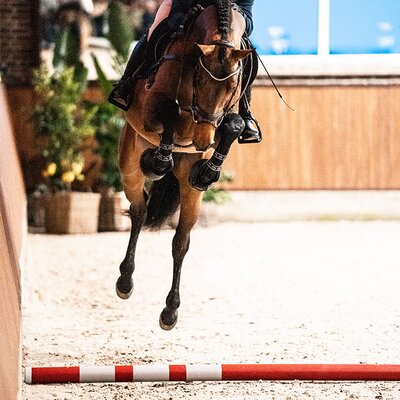 OS premium stallion United Air by United Touch S out of Zauberin I by Con Air - Lord | Breeder: Jan Hulshof, Netherlands