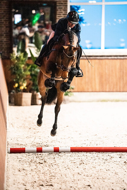 OS premium stallion United Air by United Touch S out of Zauberin I by Con Air - Lord | Breeder: Jan Hulshof, Netherlands